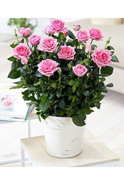 Nura Botanik Canlı, Saksılı Dekoratif Pembe Bodur Gül (salon Gülü)-ev,ofis,iç Mekan