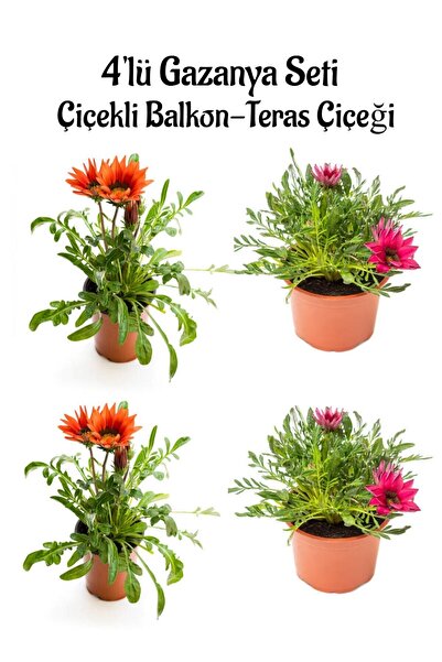 Bitkim Sende Kırmızı Gazanya 2 ADET+Koyu Pembe Gazanya 2 ADET Saksılı 10-20cm...