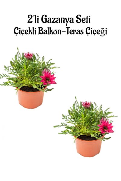 Gardenbox Koyu Pembe Renk Gazanya Çiçeği 2 ADET Saksılı(10-20cm) Bahçe Balkon...