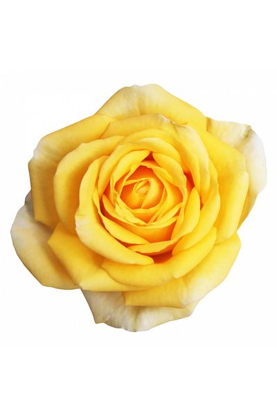 INOVATIX Set of 8 pieces, Austrian Rose Sticker, INOVATIX®. 6 cm