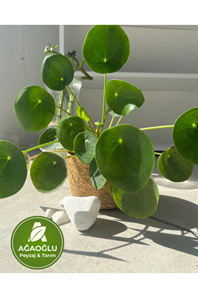Ağaoğlu Pilea Peperomioides – Çin Para Çiçeği – Kolay Bakımlı Dekoratif Salon Bitkisi