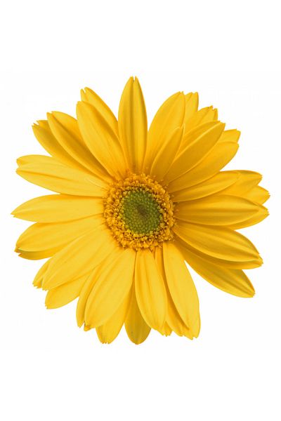 INOVATIX Set de 8 bucăți, autocolant Gerbera galbenă, INOVATIX®. 6 cm