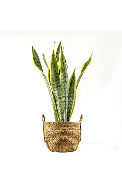 Fidanburada Paşa Kılıcı (Sansevieria Laurentii) Boho Hasır Saksılı