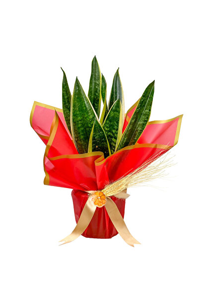 Fidanburada Paşa Kılıcı Mini (Sansevieria Gold Flame) Hediye Paketli