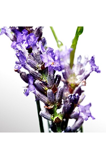 Davidoff Cool Water Shower Gel for Men 150ML