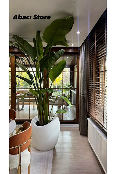 abacıshop Beton avize dekoratif Beton görünümlü bonee saksı beton sarkıt avize 70 cm