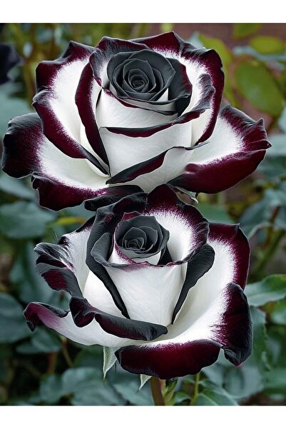 ŞAFAK PEYZAJ TOHUMCULUK 50 Adet Siyah-Beyaz Gül Tohumu