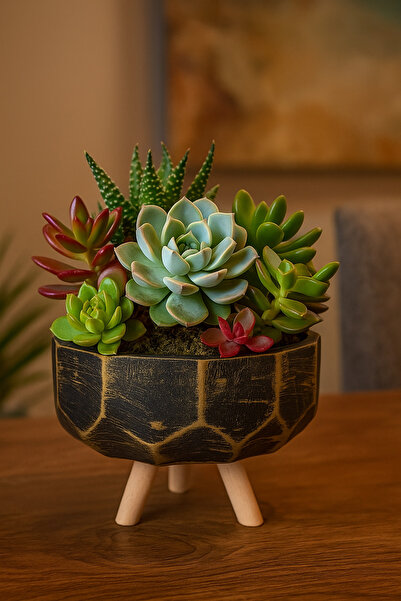 Home Ahşap Ayaklı Sekizgen Sukulent ve Kaktüs Saksısı