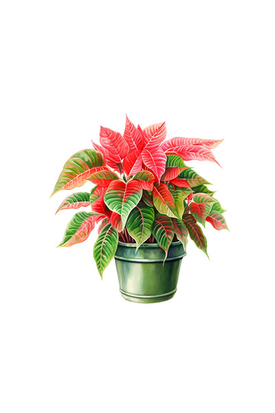 INOVATIX Set de 8 bucăți, autocolant Flori de Crăciun Dezdemona, INOVATIX®. 6 cm