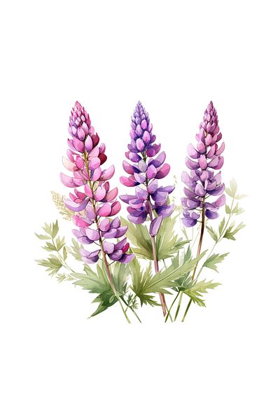 INOVATIX Set de 8 autocolante cu flori de lupin violet și roz, INOVATIX®. 6 cm