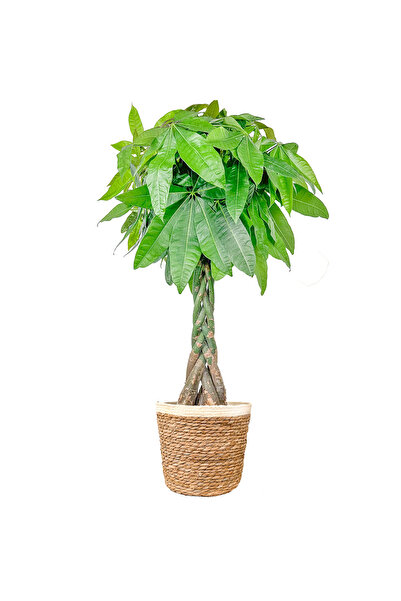 Fidanburada Örgülü Para Ağacı Large (Pachira Aquatica) Lane Beyaz Hasır Saksılı