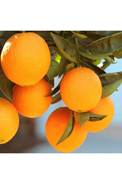 Genel Markalar 2-3 Yaş Tüplü Nadir Soğuğa Dayanaıklı Fukumoto Portakal Fidanı