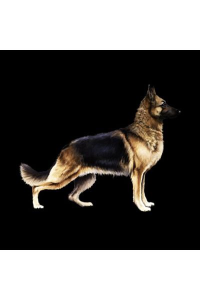 Pixxa German Shepherd Mug