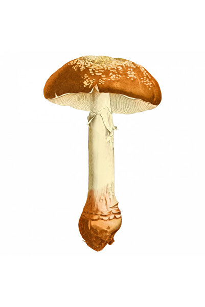 INOVATIX Set de 8 bucăți, autocolant ciupercă gigantică, INOVATIX®. 6 cm