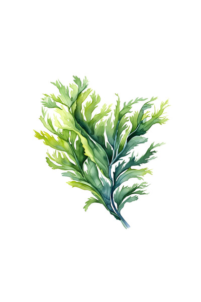 INOVATIX Set de 8 bucăți, autocolant cu alge marine, INOVATIX®. 6 cm