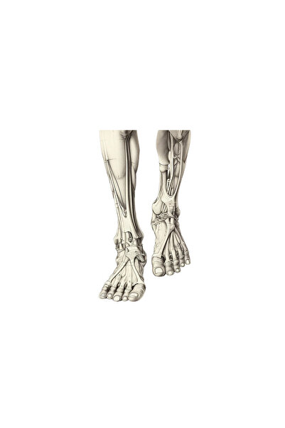 INOVATIX Set de 8 piese, autocolant Anatomie antică oase ciudate ale picioare...