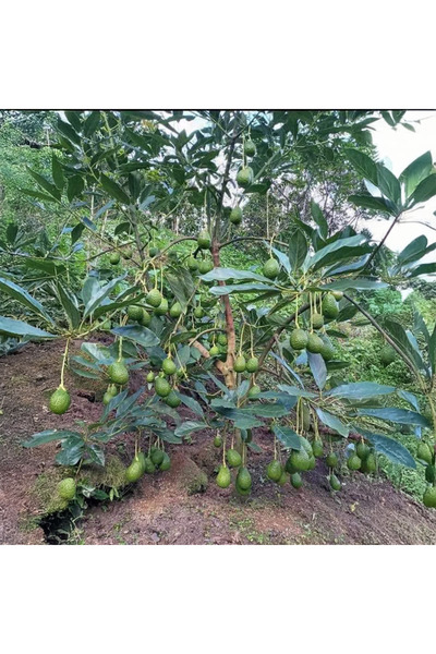 SEVER FİDANCILIK Hass Avokado Fidanı