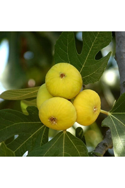 Genel Markalar Sarı İncir Fidanı