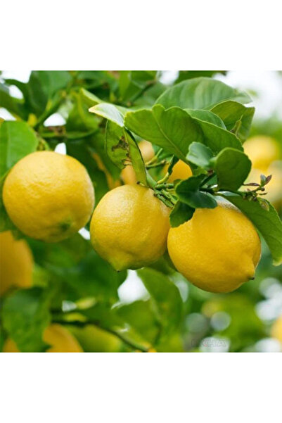 SEVER FİDANCILIK Eureka Limonu Fidanı