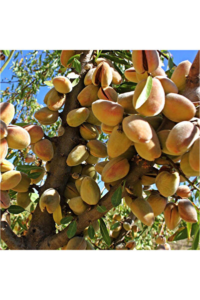 Genel Markalar Ferragnes Badem Fidanı