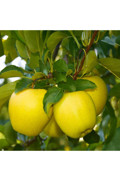 Genel Markalar Golden Delicious Elma Fidanı