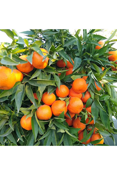 Genel Markalar King Mandalina Fidanı