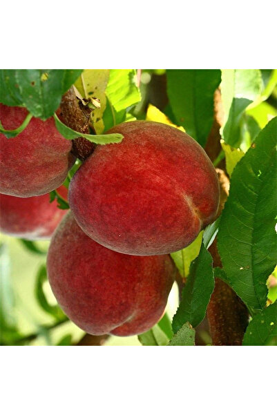 SEVER FİDANCILIK Suncrest Şeftali Fidanı