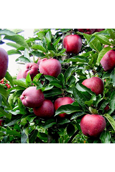 SEVER FİDANCILIK Red Chief Elma Fidanı