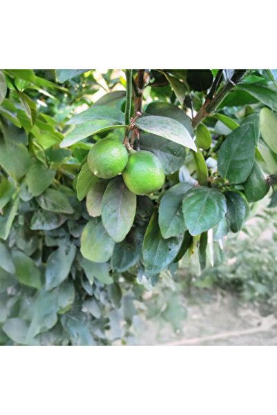 SEVER FİDANCILIK Tahiti Lime Fidanı