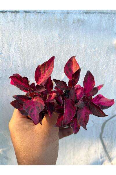 nazlı çiçekçilik Çingene Şalvarı Bitkisi Iresine Herbstii Çiçeği