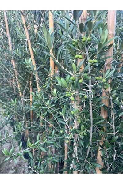 ASES 3 yaş bol Meyveli Tüplü Arbequina Bodur İspanyol Zeytin Fidanı 150-180 cm