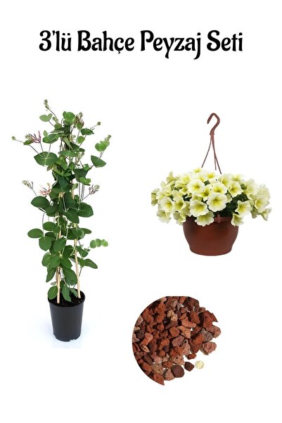 Nura Botanik Çok Avantajlı Hanımeli Çiçeği Fidanı+Sarı Petunya+2lt Curf Dekor...