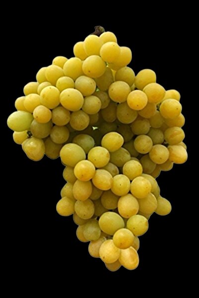 Nura Botanik Sarmaşık Cins Üzüm Çekirdeksiz Tüplü 35-45cm