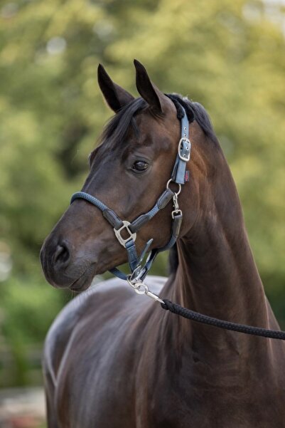 cavalliero Yular Full