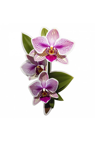 INOVATIX Set de 8 bucăți, Autocolant Orhidee zygopetalum, INOVATIX®. 6 cm