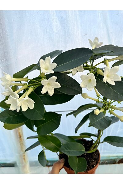 nazlı çiçekçilik madagaskar Yasemini Çiçeği Yoğun Kokulu İç Mekan Bitkisi