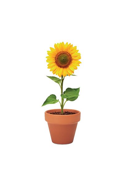 dalimag Sunflower, ceramic pot and seeds for planting