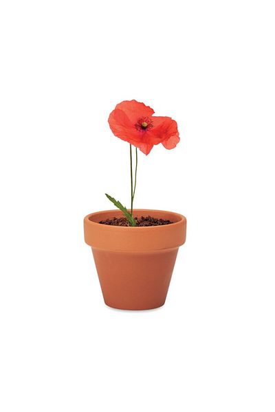 dalimag Poppy flower, ceramic pot and seeds to plant