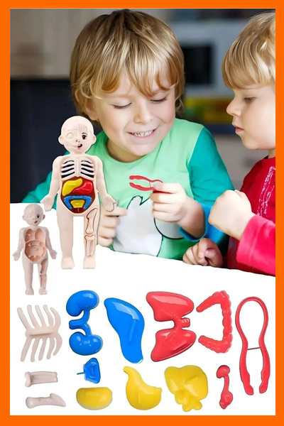 Hyd İnsan Vücudu Anatomisi Organ Bulmaca Anatomi Bul Tak Yapboz Eğitici Oyunc...