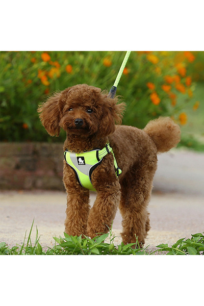 True Love Oxford Kumaşlı, Turuncu Mesh Göğüs Tasması