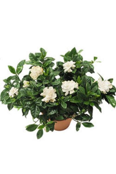FlowerGarage34 Gardenya Büyük Boy