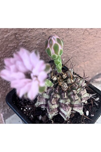 ATABEY ÇİÇEK Gymnocalycium karışık renk kaktüs