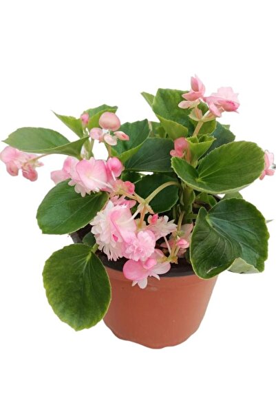 Lotus Botanik Begonya Çiçeği 10-20 Cm Pembe Renk