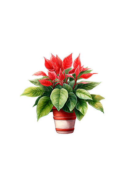 INOVATIX Set de 8 bucăți, autocolant Flori de Crăciun Geea, INOVATIX®. 6 cm