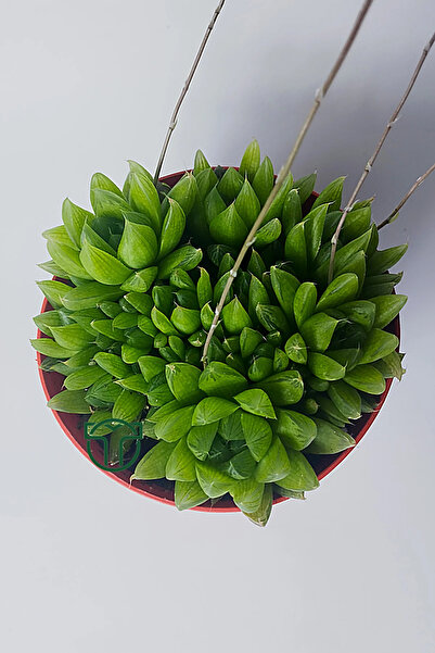 Toptan Kaktüs Haworthia Cymbiformis – Şeffaf yapraklı büyük boy sukulent