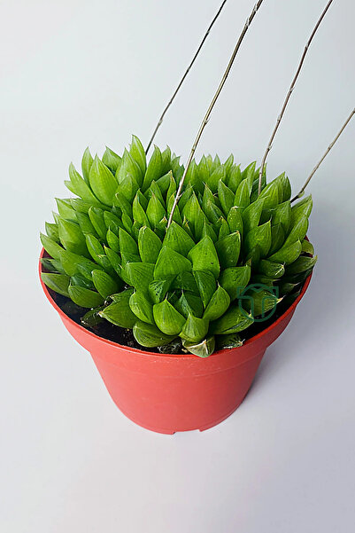 Toptan Kaktüs Haworthia Cymbiformis – Şeffaf yapraklı büyük boy sukulent