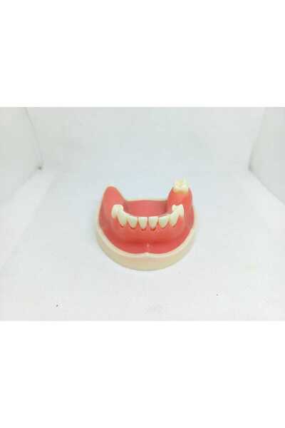 Fantom Diş Etli Çene Modeli no: 2026