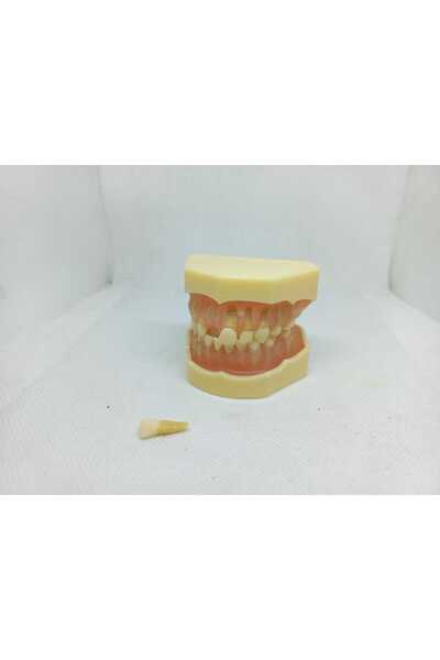 Fantom Çene Modeli no: 7009