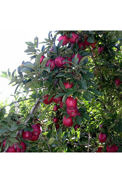 SEVER FİDANCILIK Starking Delicious Elma Fidanı