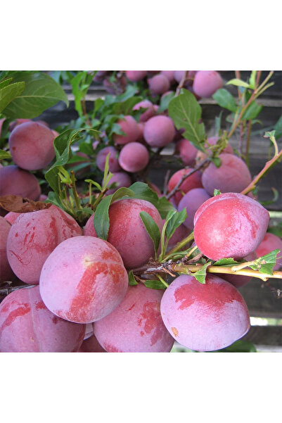 SEVER FİDANCILIK Japon Erik Fidanı